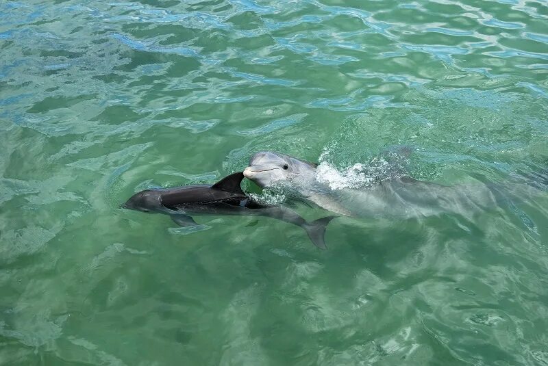 Дельфинарий варадеро. Дельфинарий на Кубе. Куба дельфины. Плавание с дельфинами на Кубе.