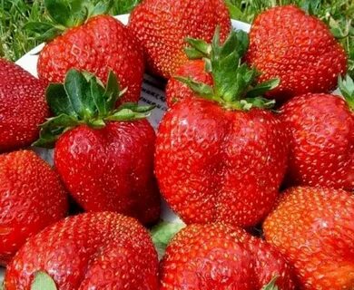 Клубника картофеля