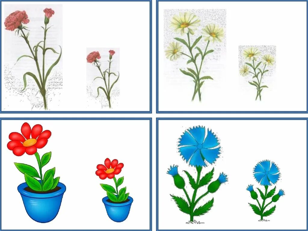 Тема цветы 4 года. Цветы карточки с заданиями для детей. Дидактическая игра цветы. Комнатные и полевые цветы. Комнатные цветы задания для детей.