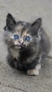 Бедный котик