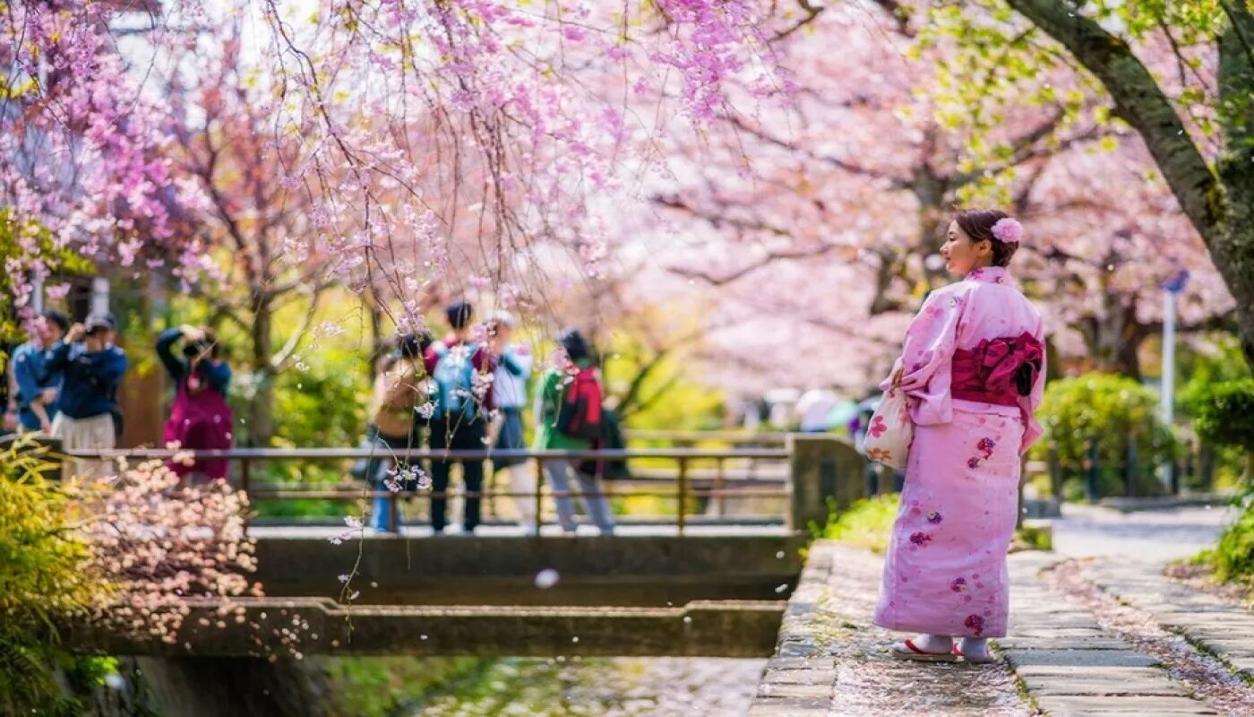 Япония Киото Сакура. Киото цветение Сакуры. Kioto Japan цветение Сакуры. Япония Сакура Ханами. День цветущей сакуры