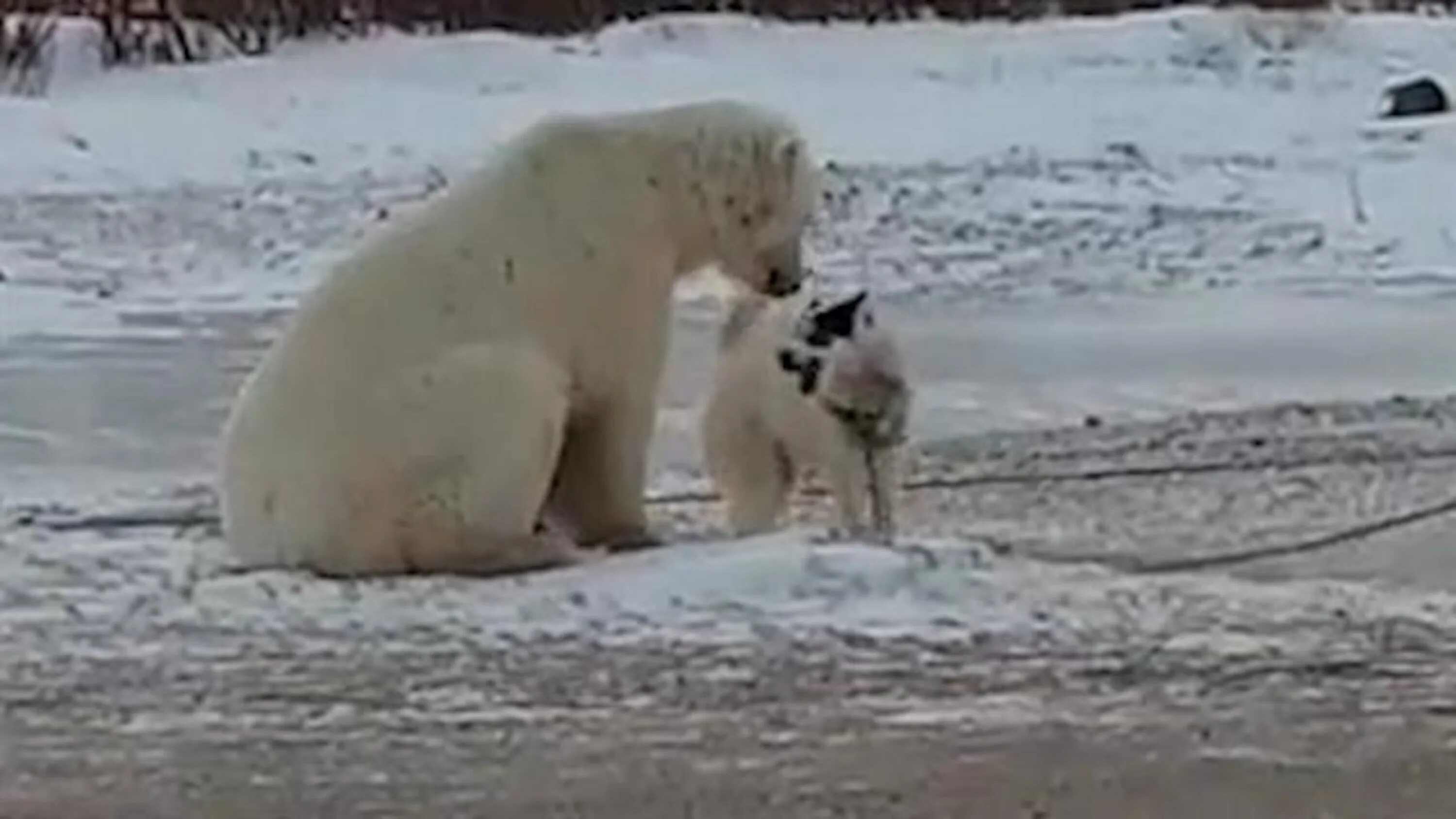 Видео собака привела медведей. Собака белый медведь. Дружба белого медведя и собаки. Белый медведь играет с собакой.