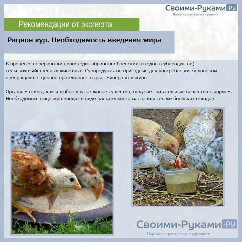 Рацион курей в домашних условиях. Как кормить куриц. Рацион корм куриц. Кормить кур-несушек.