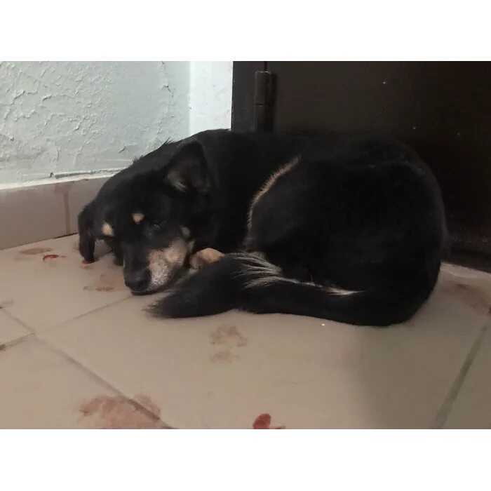 Найденные собаки выборг лен обл. Одноклассники найдена собака. Одноклассники найдена собака. Одноклассники найдена собака. Одноклассники найдена собака.