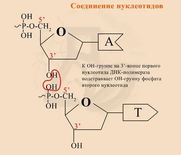 Нуклеотиды соединены
