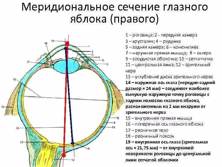 Задний полюс глаза. Зрительная ось глаза анатомия. Зрительная ось глазного яблока. Наружная и внутренняя ось глазного яблока. Схема строения переднего отдела глазного яблока.