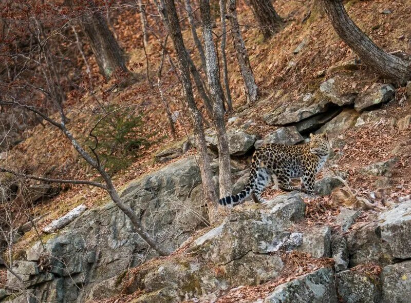 Уссурийская тайга растения. Заповедник кедровая падь леопард. Дальневосточный леопард. Какие животные обитают в лесах приморья. Бурый медведь сихотэ алинь.