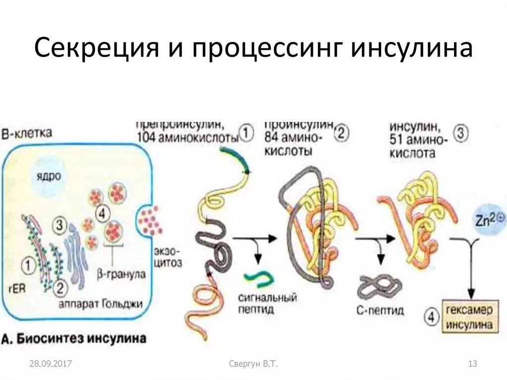 Схема синтеза инсулина биохимия. Схема образования инсулина. Строение белка инсулина.