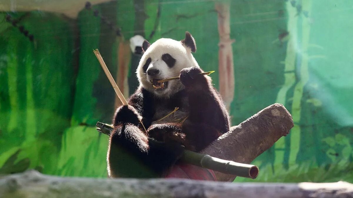 Московская панда с детенышем. Панда фото. Панда в зоопарке Москвы. День панды. Маленькая Панда в Московском зоопарке.