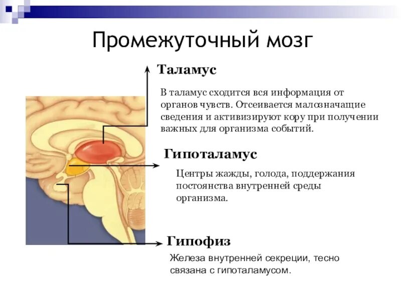 Каковы функции таламуса. Промежуточный мозг строение. Промежуточный мозг структура и функции. Структура и строение промежуточного мозга. Промежуточный мозг анатомия функции.