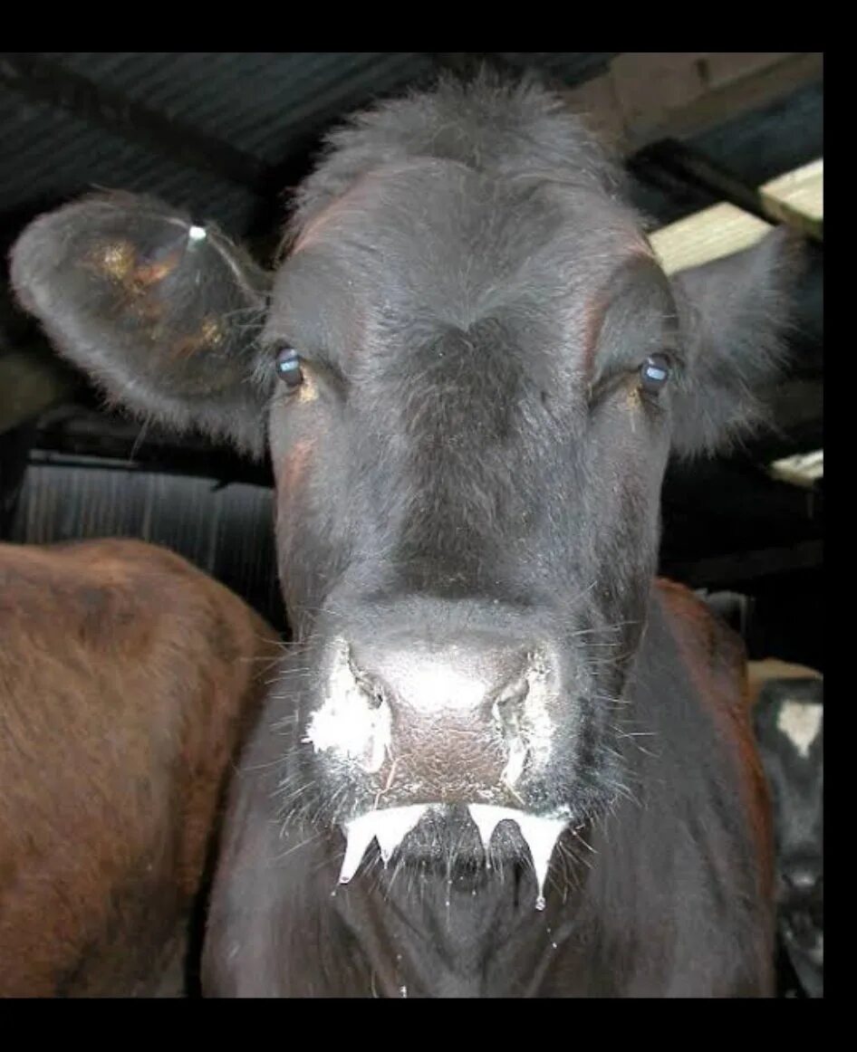 ящер у коров