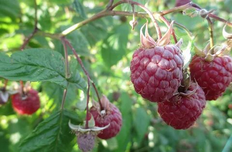 Малина осенняя красавица описание