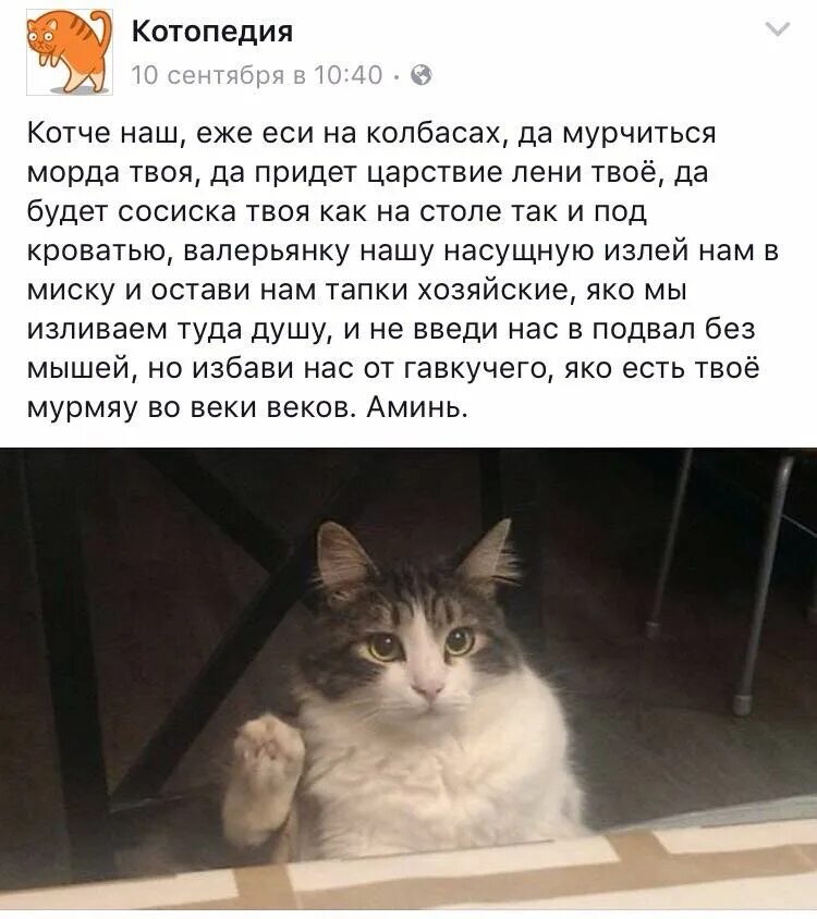 Молитва кота. Молитва коты. Молитва для котов. Молитва за животных. Молитва питомца