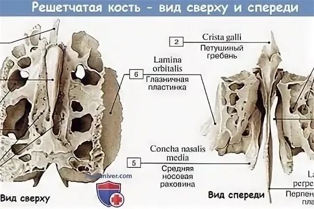 Воздухоносные кости решетчатая кость. Клиновидная кость и решетчатая кость. Воздухоносные кости решетчатая кость. Решетчатая кость слепое отверстие. Решетчатая кость анатомия строение.