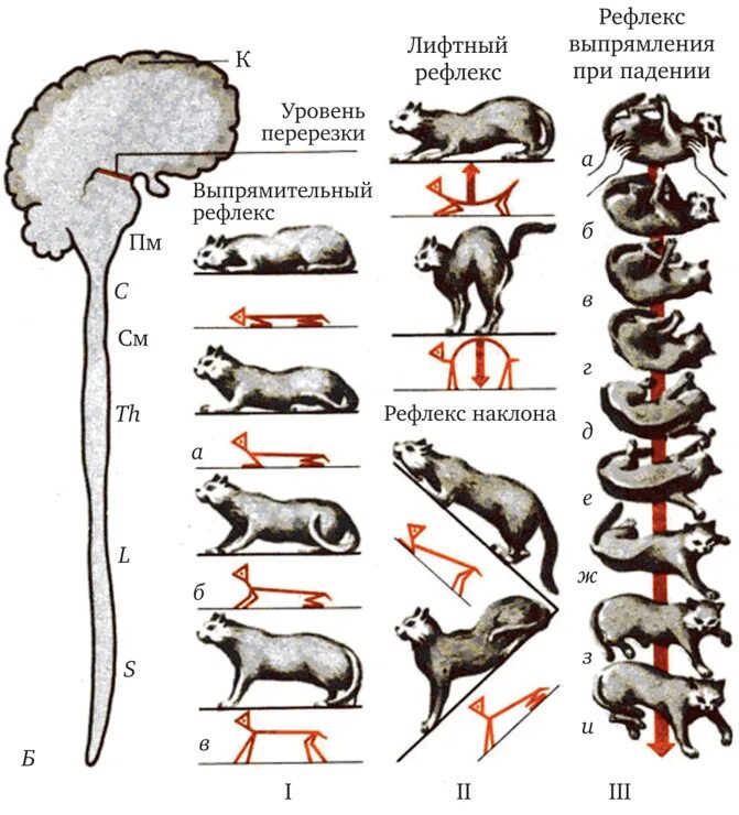 Рефлекс лифта. Рефлексы животных. Статокинетические рефлексы. Лифтные рефлексы физиология. Тонические выпрямительные рефлексы.