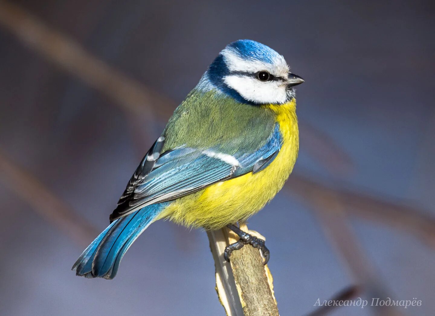 Большая синица и лазоревка. Птица синица большая. Большая синица и синица лазоревка. Большая синица и синица лазоревка. Лазоревка и большая синица.