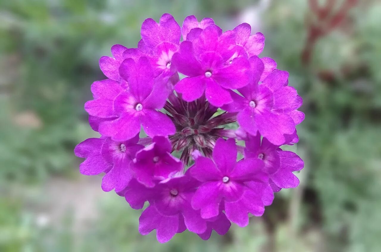Вербена цветок. Вербена фиолетовая. Вербена канадская. Вербена пурпурная. Вербена горячий