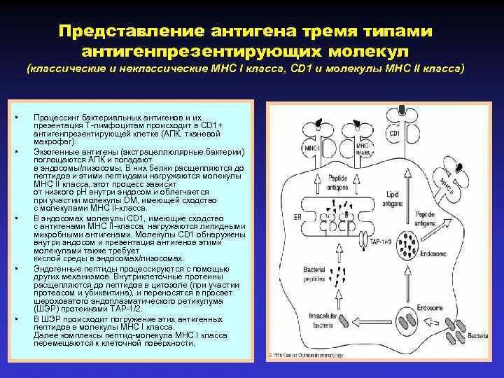 Экзогенные антигены. Процессинг антигенов МНС 1 класса. Процессинг молекул МНС 1. Механизм антиген представления. Презентация антигена.