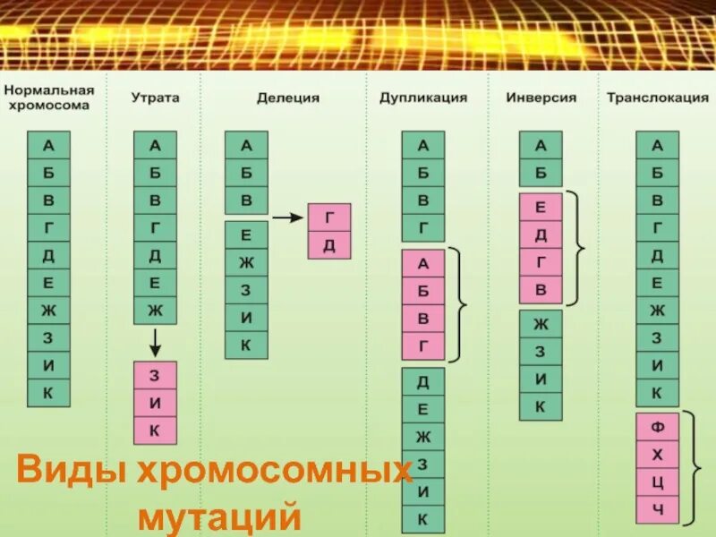 Типы хромосомных мутаций схема. Хромосомные мутации – дупликация, инверсия. Делеция дупликация инверсия транслокация. Хромосомные перестройки инсерция. Делеция инверсия транслокация.