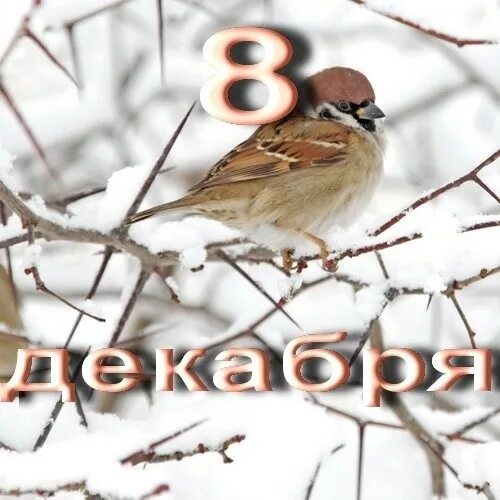 8 декабря 2014