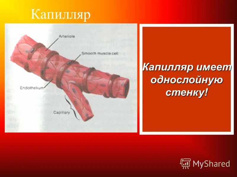 кровеносные сосуды капилляры. как пишется капилляр. артерии артериолы капилляры строение. как пишется капилляр. как пишется капилляр.