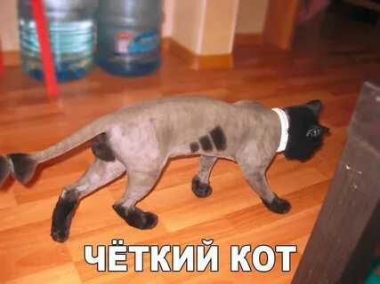 Стриженный скрип