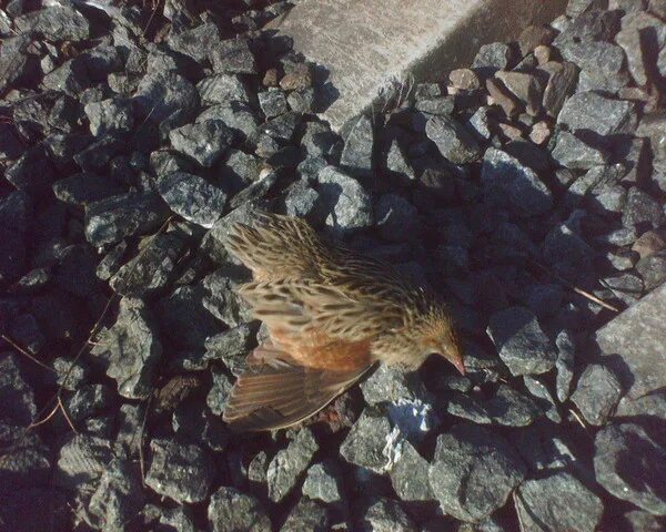 Иллюстрация к васюткиному озеру. Астафьева "васюткино озеро". Ведлозеро озеро водоросли. Увидев у перешейка озера подбитую птицу. Увидев у перешейка озера подбитую птицу.