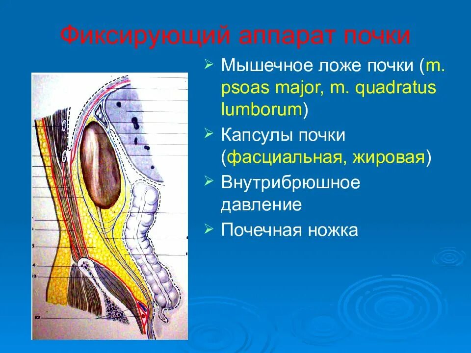 Мышечное ложе почки анатомия. Задняя поверхность почки. Фиксирующий аппарат почки почки. Связочный аппарат почки анатомия. Фиксационный аппарат почки.
