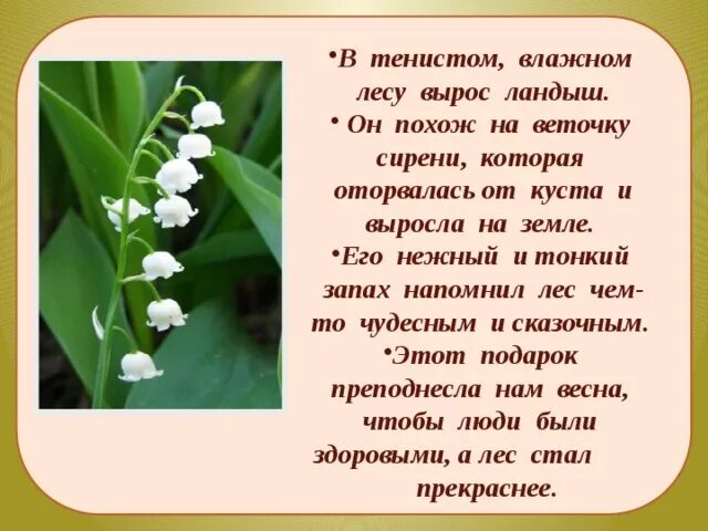 Я подарю вам ландыши слова. В тенистом лесу растут Ландыши.