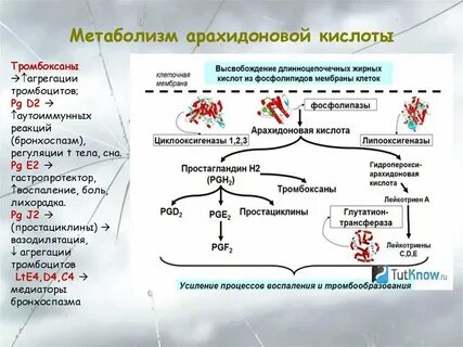 Метаболизм кислот