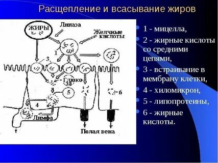 Жиры всасываются в