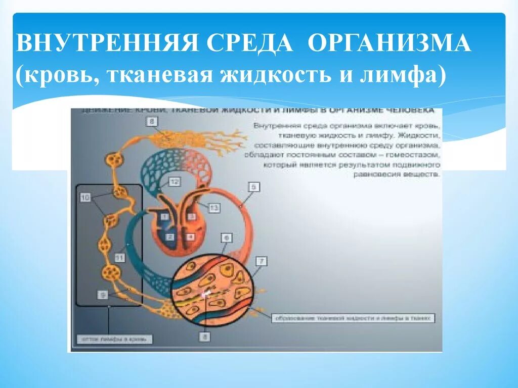 Внутренняя среда организма. Движение крови тканевой жидкости и лимфы. Интеллект карта по теме внутренняя среда организма. Внутренняя среда организма кровь тканевая жидкость лимфа.