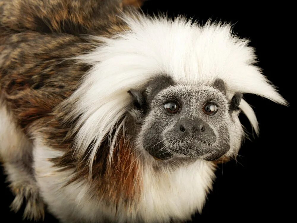 Самые странные животные в мире. Самые странные животные в мире. Редкие звери. Самые странные животные в мире. Imperator тамарина.