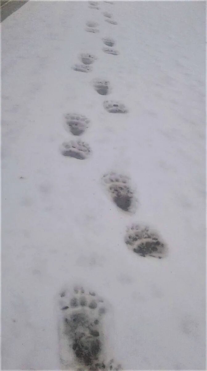 Следы медведя на снегу. Медвежьи следы на снегу. Следы медвежонка на снегу. Медвежий след.