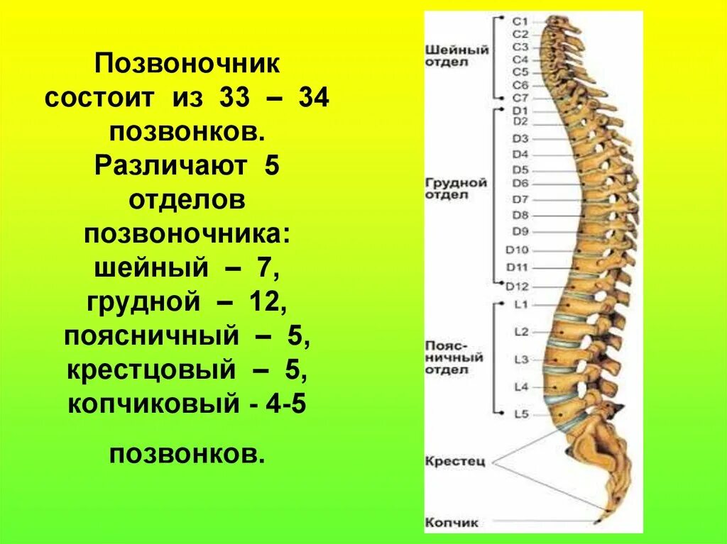 Сколько отделов имеет. Позвоночник человека 1 позвонок. Шейный грудной поясничный крестцовый отдел позвоночника. Грудной отдел позвоночника состоит из 12 позвонков. 12 Грудной и 1 поясничный позвонок.