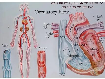 Circulatory system