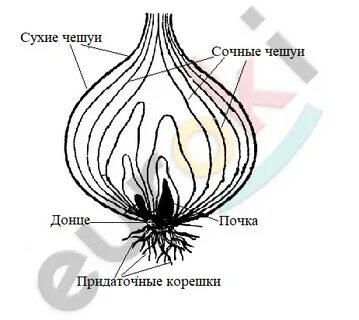 Сочные чешуи