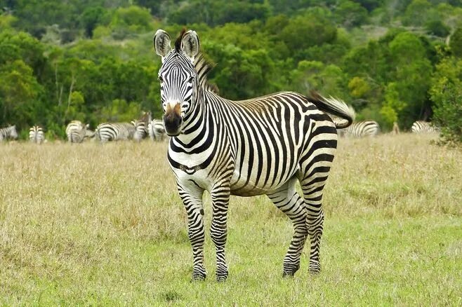 Common animal. Зеброид альбинос. Зебра альбинос. Зебра альбинос Тайланд. Зебра черная в белую полоску или белая в черную.