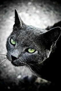 Green eyes the cats