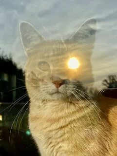 3 кота на солнце