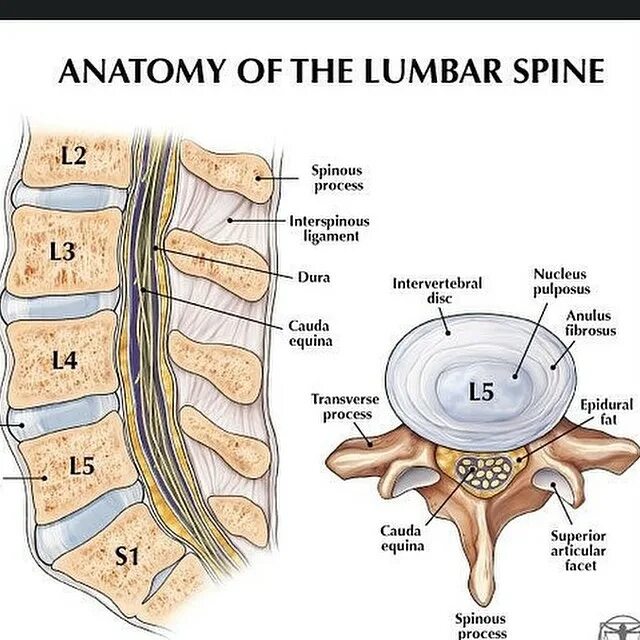 Позвоночник отделы l5 s1. Позвонки человека l5-s1. L1 l2 позвонки. Позвоночная грыжа l1-l2. L4 и l5 позвонки поясничного отдела.