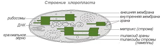 Процесс стромы