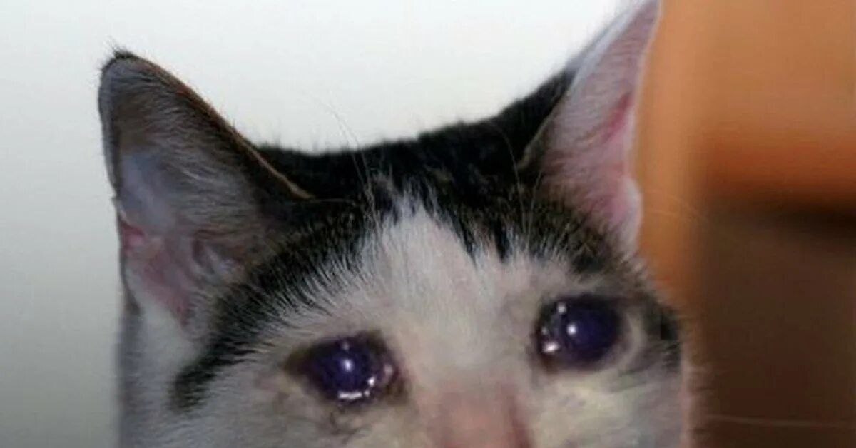 Кот плачет мем. Кот плачет. Плачущий котик. Кот в приюте плачет. Плачущий.