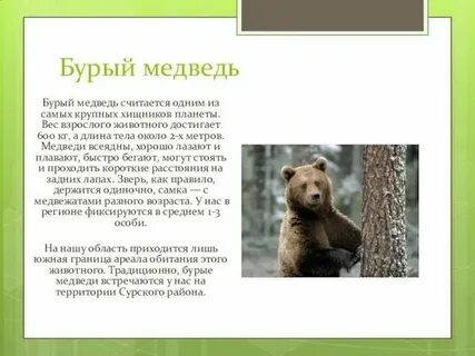 Решите задачу определите вес бурого медведя