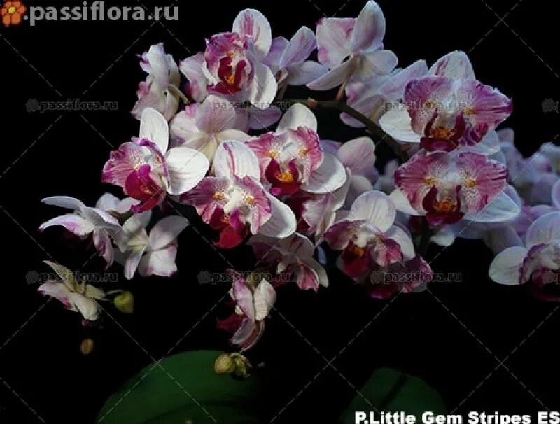 Gem stripe. Фаленопсис little gem stripes peloric. little gem stripes орхидея.