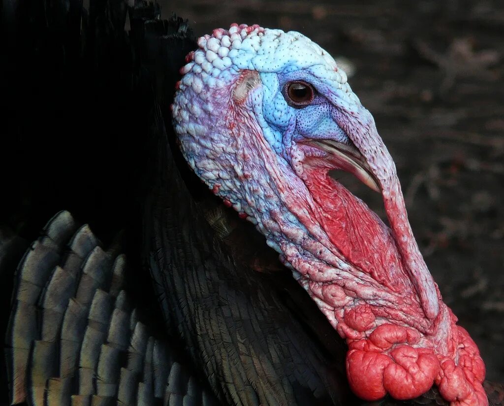 Индюки породы хайбрид. Наррагансетт индюк. Самая индюк. Индюки кросс грейд мейкер. Бронзовая широкогрудая индейка.