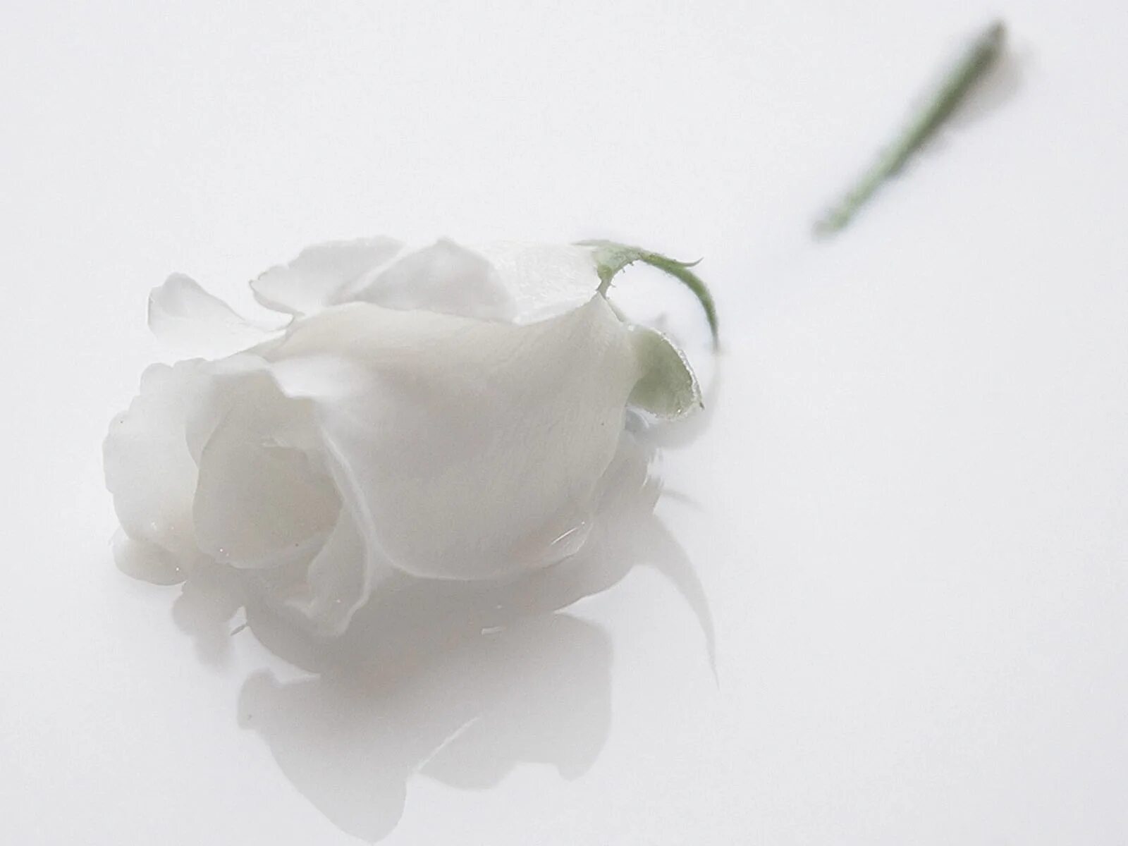 Нежные белые цветы. Белое на белом. Белые цветы на белом фоне. Цветы белые розы.