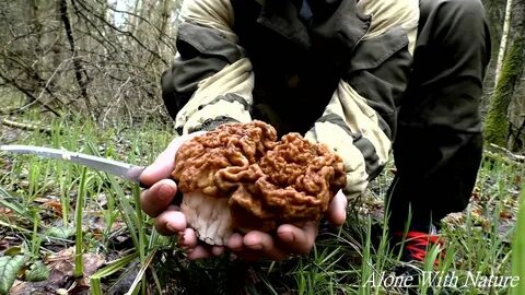 Когда пойдут сморчки в подмосковье