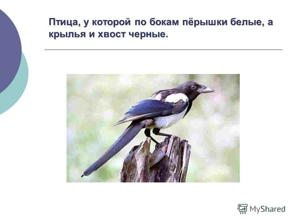 У сороки перышки по бокам совсем белые. Сорока описание птицы. Птица с черной головой крыльями и хвостом. Голова крылья хвост черные. У сороки перышки по бокам совсем белые.