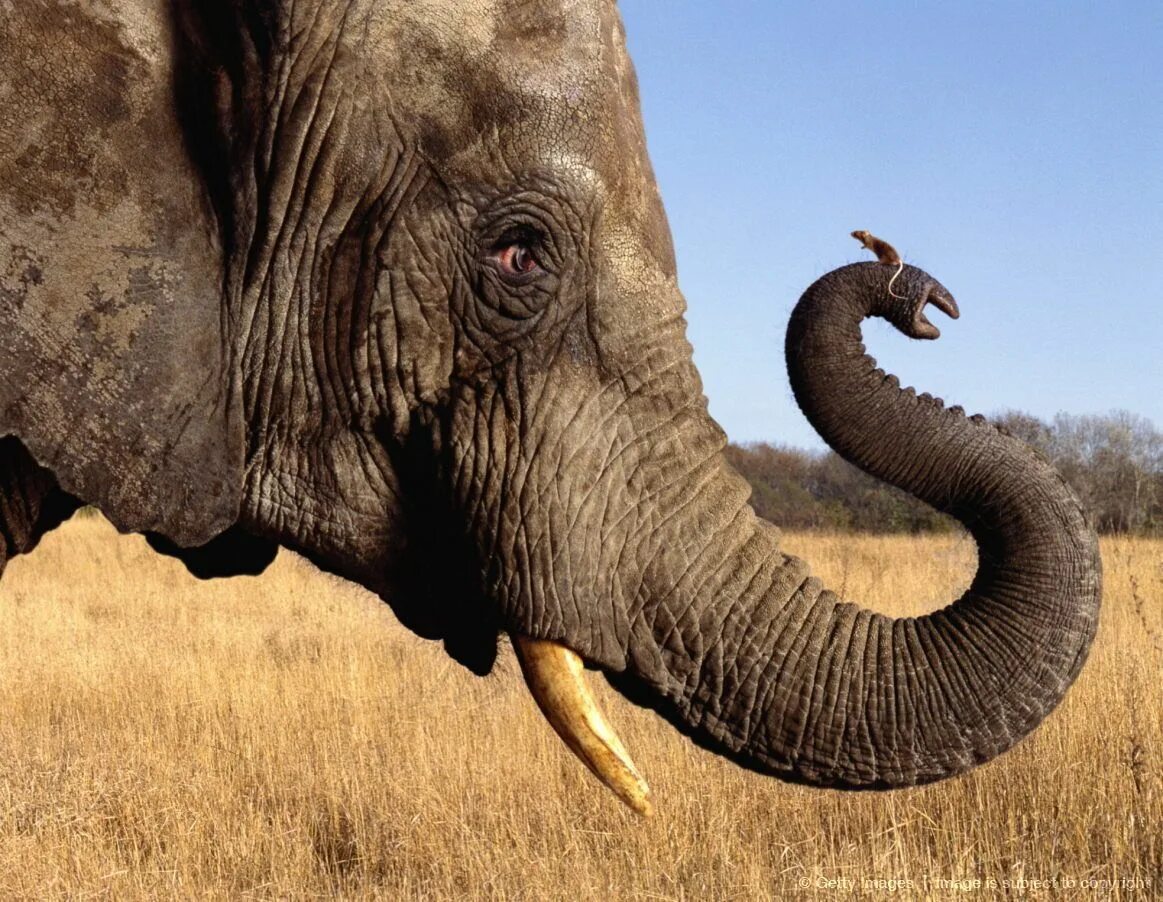 13 животных. Инстинкты животных. Защита детенышей у животных. Слониха со слоненком. Мама слониха.